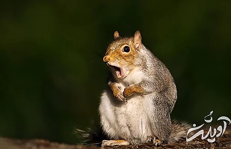 جدیدترین عکس های خنده دار،عکس های خنده دار حیوانات عکس های خنده دار از حیوانات, جدید ترین عکس های خنده دار